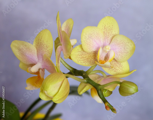 Yellow mini phalaenopsis orchid  on a gray-violet background  macro photography  selective focus  horizontal orientation.