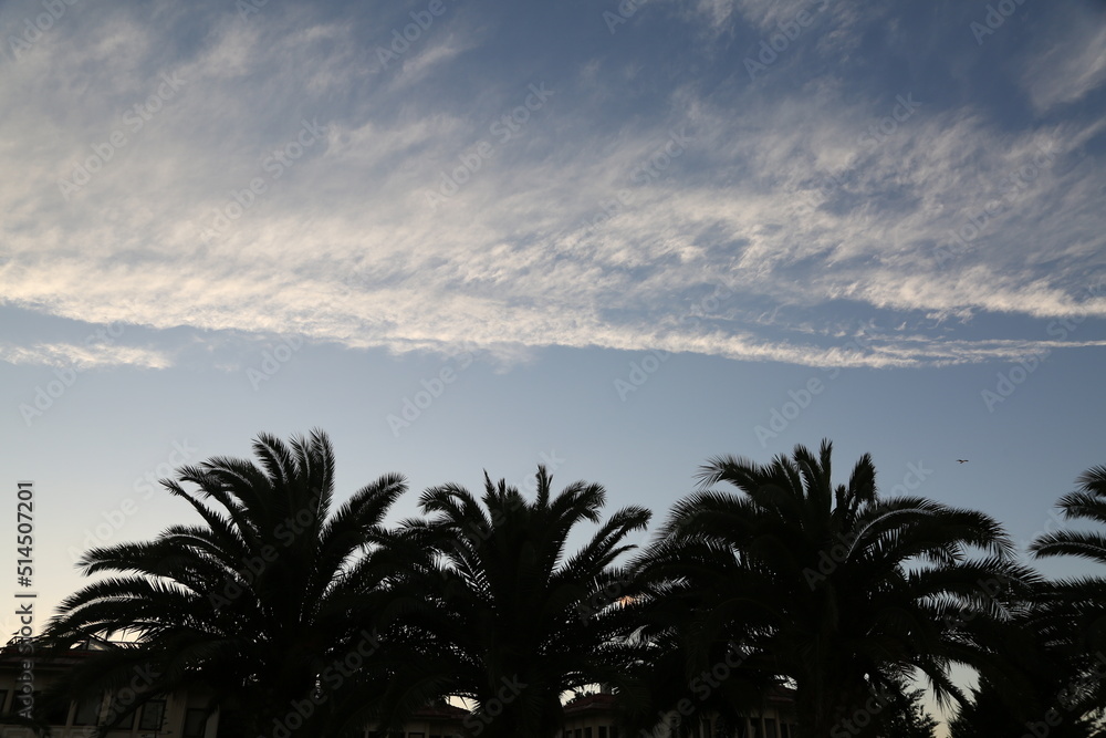 clouds, palm trees and sky
