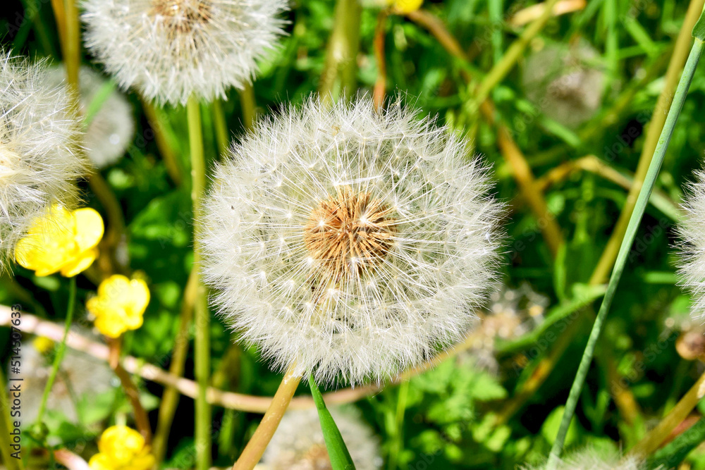 Fototapeta premium White dandelion cap on a green background