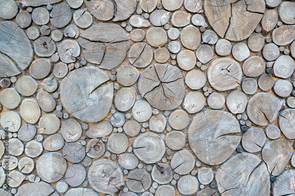 close-up tree trunk sections as background texture close-up tree trunk sections as background texture