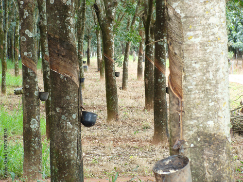 Rubber tree – seringueira – Euphorbiaceae – rubber tree milk – latex