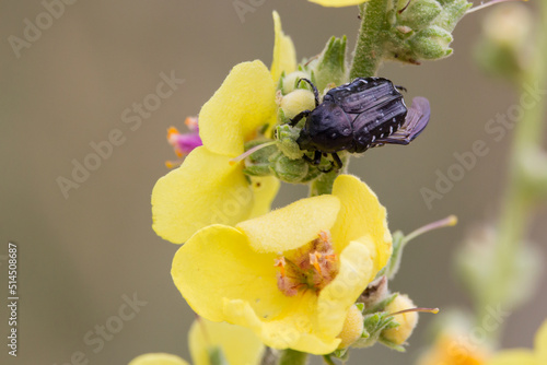 Oxythyrea funesta sobre flor Verbascum photo