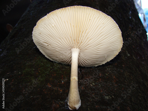 Mushroom on a tree – Fungus