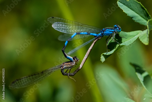 Common Blue Damselfly (Enallagma cyathigerum) Hooking-up