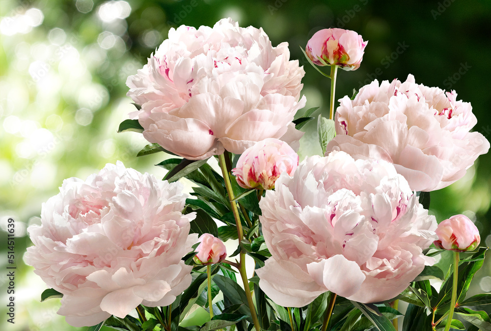 Bouquet of light pink peonies isolated on a blurred garden background.
