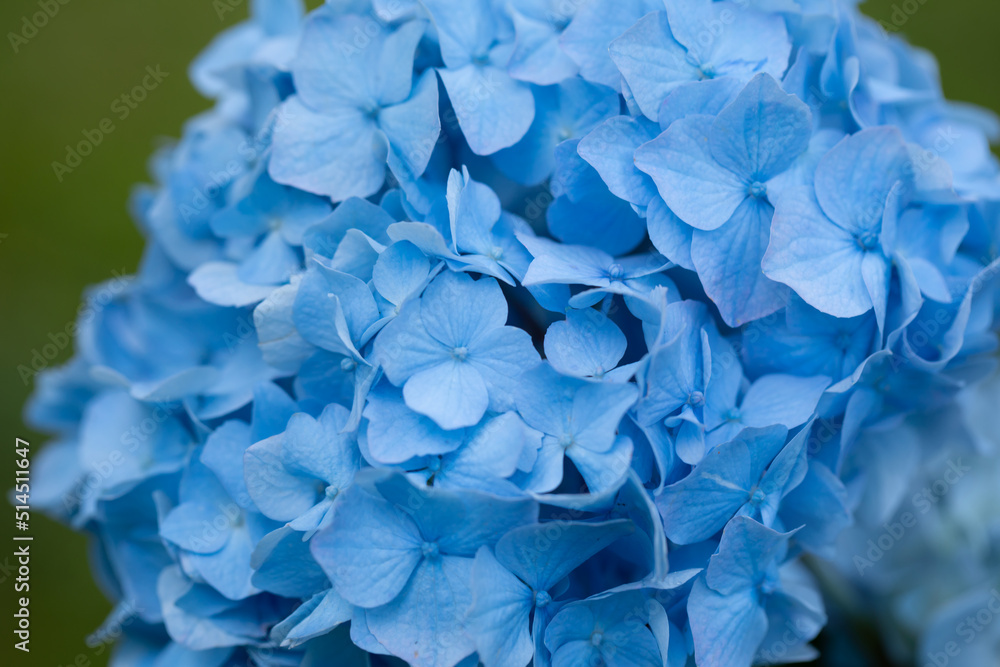 hortensja ogrodowa, niebieska - obrazy, fototapety, plakaty 