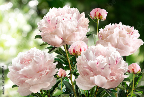 Fototapeta Naklejka Na Ścianę i Meble -  Bouquet of light pink peonies isolated on a blurred garden background.