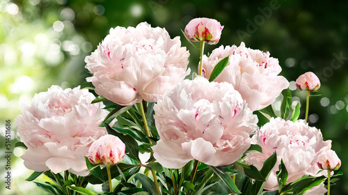 Fototapeta Naklejka Na Ścianę i Meble -  Bouquet of light pink peonies isolated on a blurred garden background.