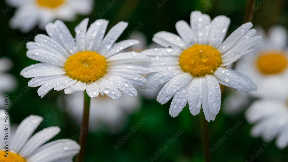 Fototapeta premium Chamomile with early dew in meadow.