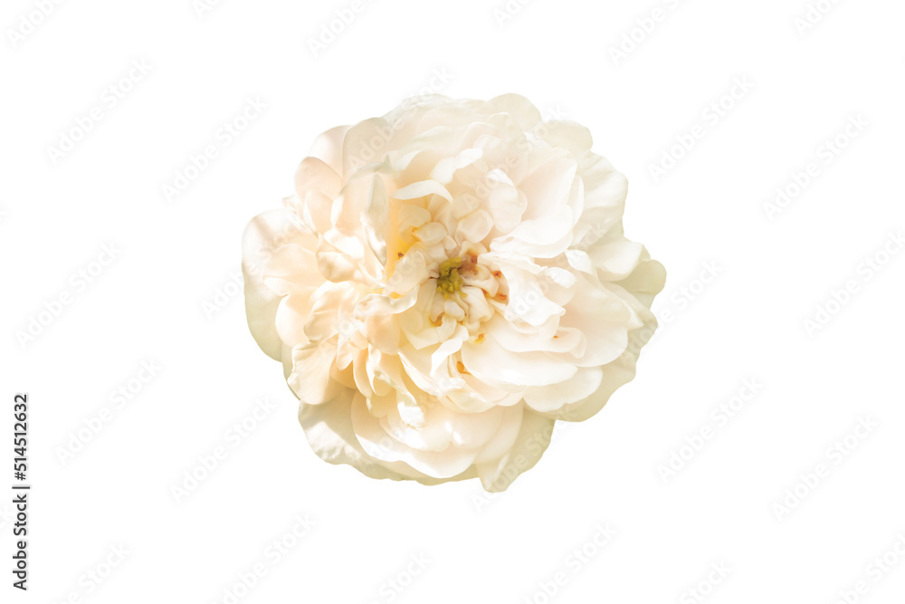 White rose hip flower isolated on white background. White rose hip flower isolated on white background.