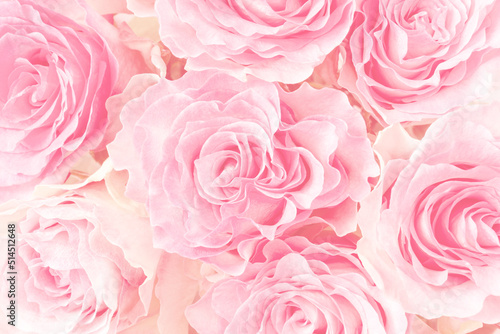 Beautiful floral background with pink rose flowers.