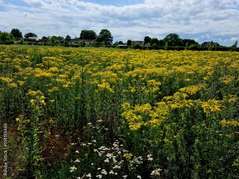 field of yellow flowers field of yellow flowers