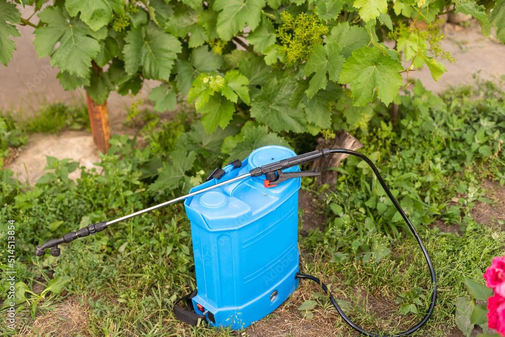 backpack for spraying roses. Protection and care of plants, from insect pests, bacterial diseases backpack for spraying roses. Protection and care of plants, from insect pests, bacterial diseases
