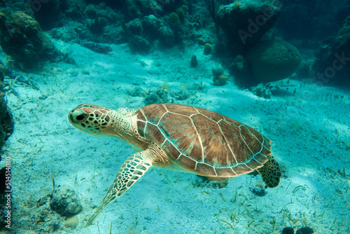 An adult green sea turtle swims over a shallow coral reef and sea grass bed in the turquoise ocean waters of Smith's Reef off the island of Providenciales, Turks and Caicos Islands.  photo