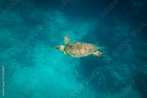 An adult green sea turtle swims over a shallow coral reef and sea grass bed in the turquoise ocean waters of Smith's Reef off the island of Providenciales, Turks and Caicos Islands.