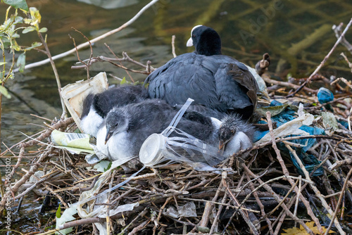 Awake bird chicks laying in nest made of plastic waste.