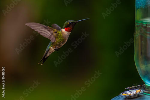 hummingbird in flight