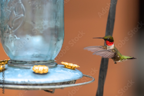 Hummingbird Feeding