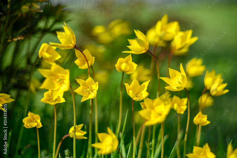 Obraz premium Flowers of yellow tulips on green grass macro. Romantic Tulipa Sylvestris in spring. Field close-up. Flowers. Floral background for design, postcards, posters, banners.