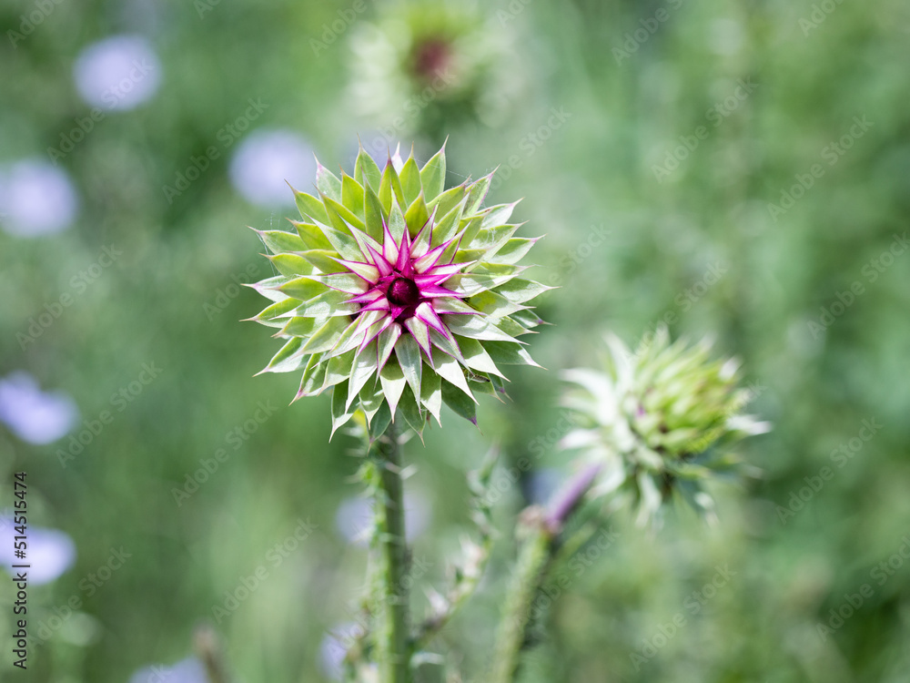 pink milk thistle flower in bloom in summer morning pink milk thistle flower in bloom in summer morning