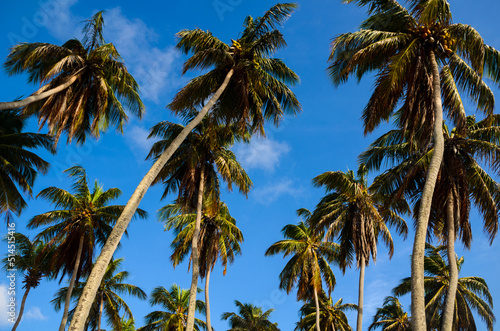 Wallpaper Mural muitos pés de coqueiro vistos de baixo Torontodigital.ca