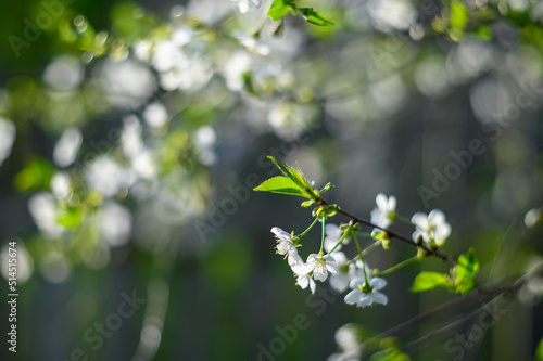 Prunus cerasus. Sour cherry, tart cherry, or dwarf cherry. Blossoms. Flowering branches. Home garden in the spring.