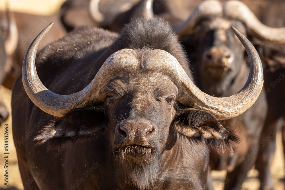 Naklejka premium Cape or African buffalo bull on a game farm, South Africa