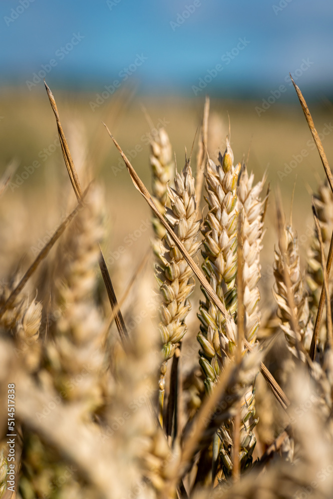 Fototapeta premium Ein Feld im Sonnenschein