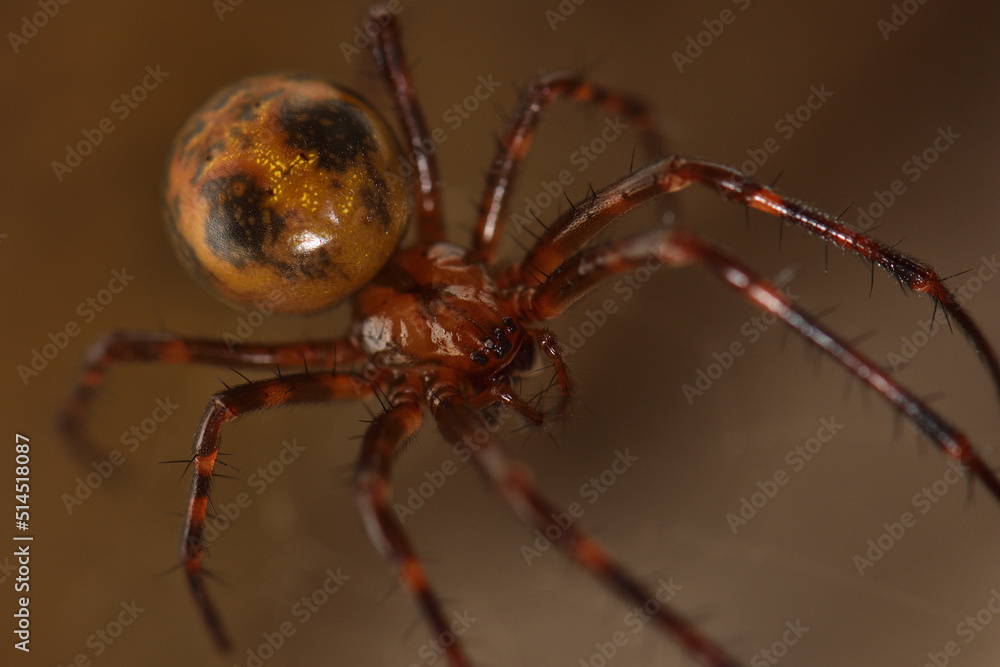 Macro picture of the giant European cave spider Meta menardi (Araneae: Tetragnathidae), an orbweaver photographed in its web in a karst cave in the Swabian Alb. Macro picture of the giant European cave spider Meta menardi (Araneae: Tetragnathidae), an orbweaver photographed in its web in a karst cave in the Swabian Alb.