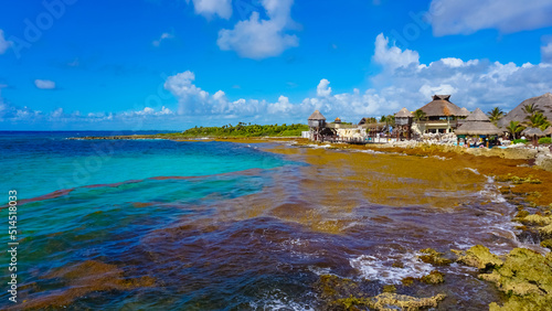 Algae pollute at beach in Mexico. A bunch of seaweed washed ashore.