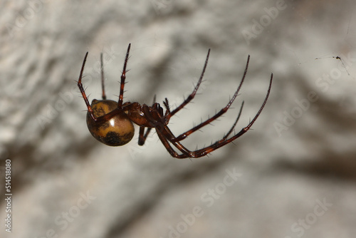 Closeup picture of the giant European cave spider Meta menardi (Araneae: Tetragnathidae), an orbweaver photographed in its web in a karst cave in the Swabian Alb.  photo