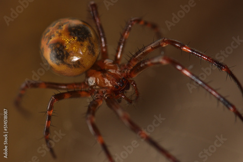 Macro picture of the giant European cave spider Meta menardi (Araneae: Tetragnathidae), an orbweaver photographed in its web in a karst cave in the Swabian Alb. 