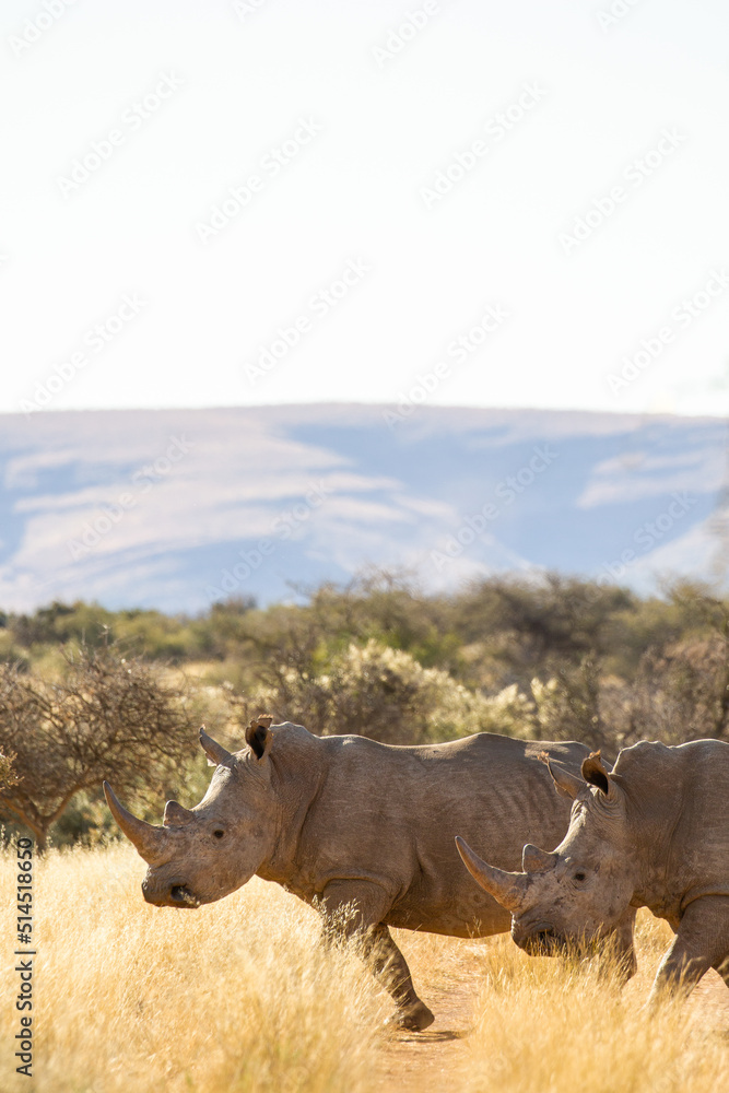 Obraz premium White rhinoceros on a game farm in South Africa