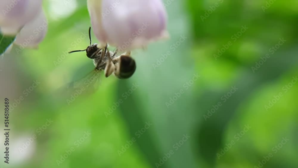 A bee flies away from a delicate pink flower. Slow-motion close-up video. A bee flies away from a delicate pink flower. Slow-motion close-up video.