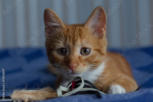 Portrait of a red-haired kitten in an apartment on a sunny day. Kyiv. Ukraine photo