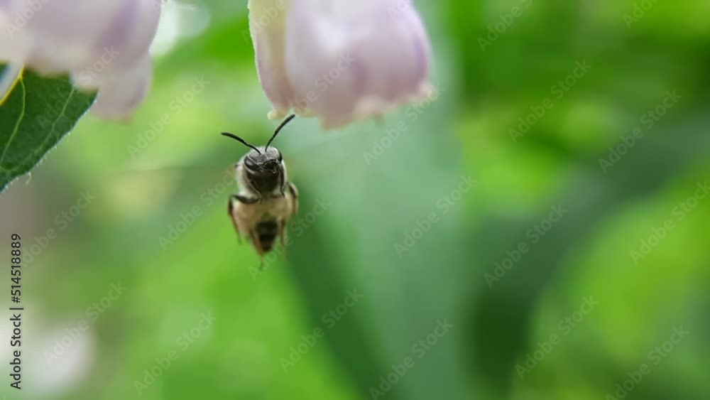A bee flies up to a light pink flower to collect nectar. Macro photography.Video. A bee flies up to a light pink flower to collect nectar. Macro photography.Video.