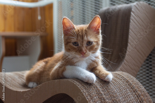 Portrait of a red-haired kitten in an apartment on a sunny day. Kyiv. Ukraine photo