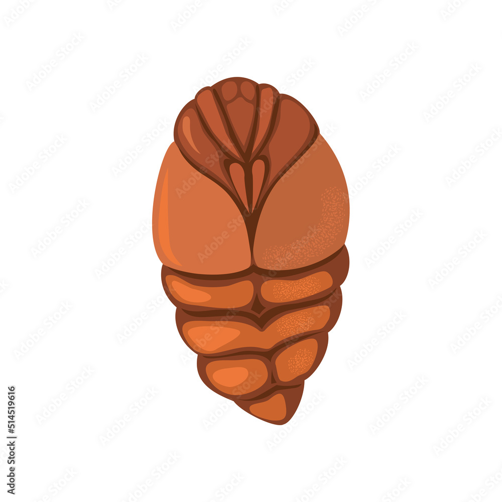 Silkworm Pupa"」の写真素材 | 55件の無料イラスト画像 | Adobe Stock