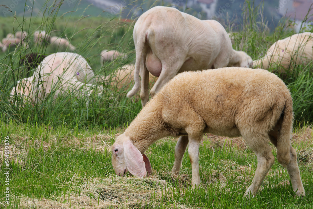Fototapeta premium sheep while grazing the grass with short fleece for the production of fine wool and long ears