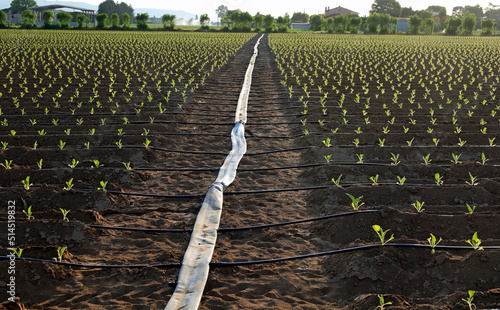 rubber hose for drip irrigation in the cultivated field and small plants in Germany