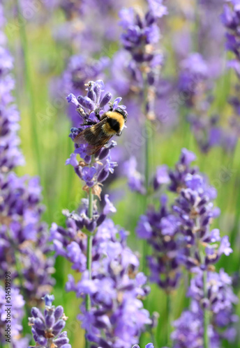 bumblebee sucking sweet nectar from the blossoming flowers of fragrant lanvanda in the garden in early summer