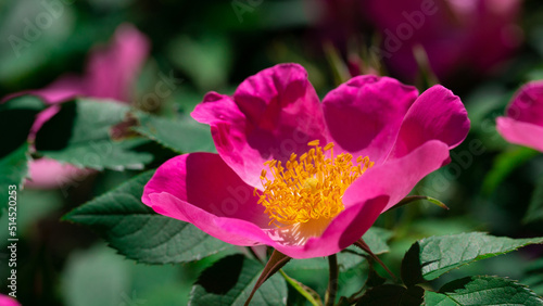 Flower of the dog-rose close up..