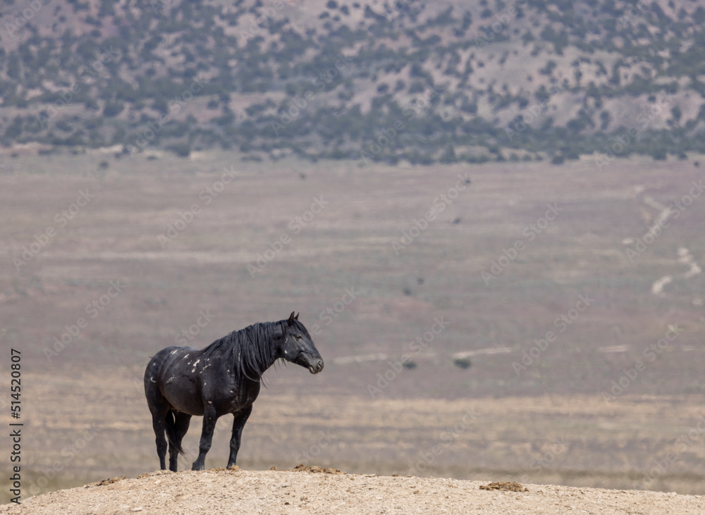 Wild Horse in the Utah Desert Wild Horse in the Utah Desert