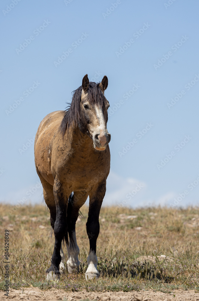 Fototapeta premium Wild Horse in the Utah Desert