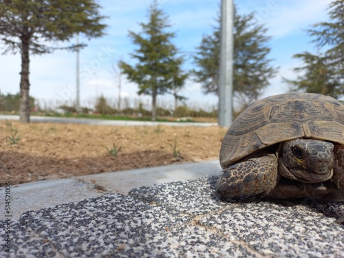 turtle on the rocks