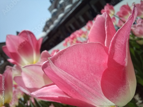 pink lotus flower