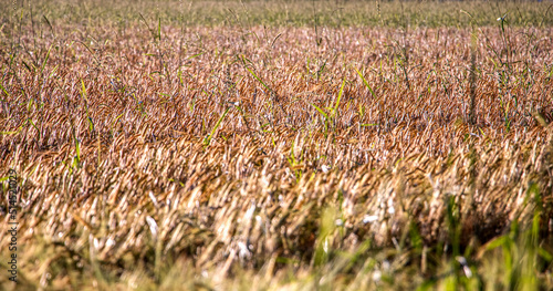 wide golden wheat field