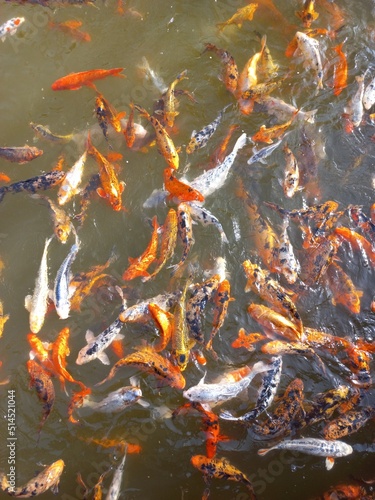 japanese fish