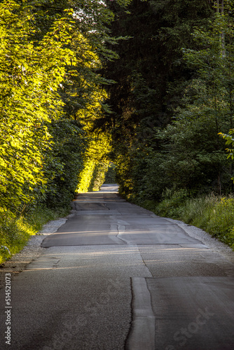 summer green wooded access road