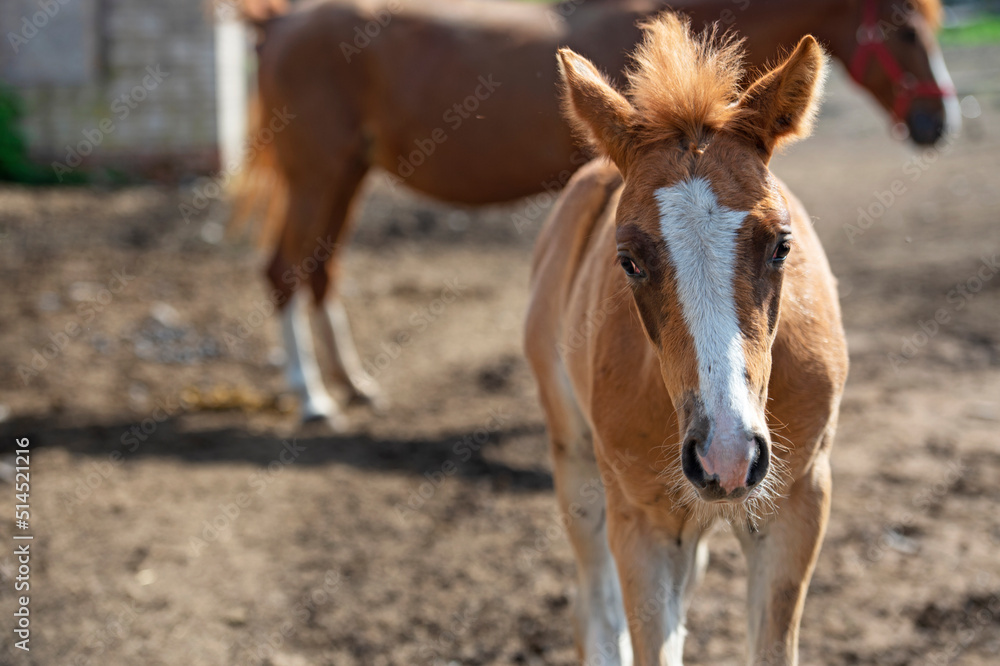 Fototapeta premium portrait of sorrel foal of sportive breed walking in paddock. spring time. close up.